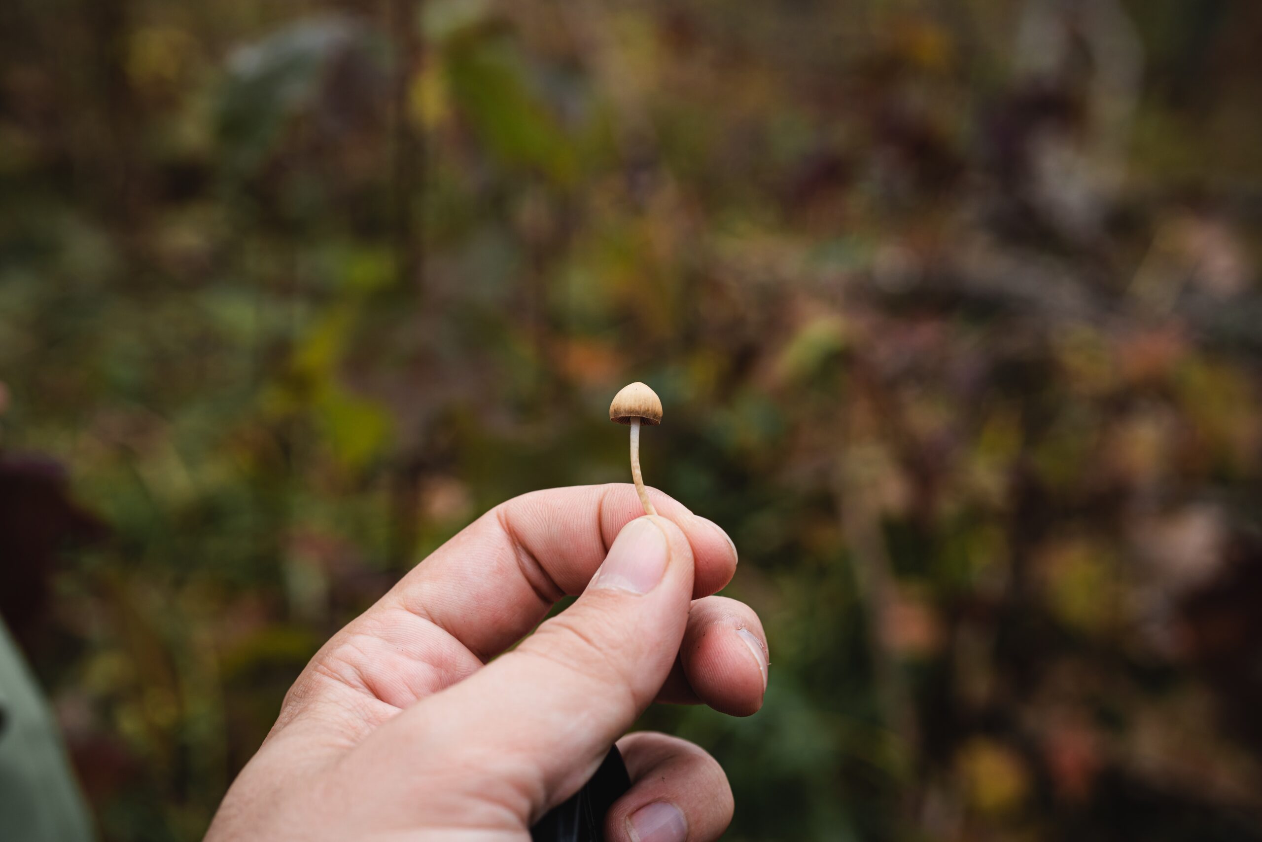 Latest Psilocybin based therapies for Cancer