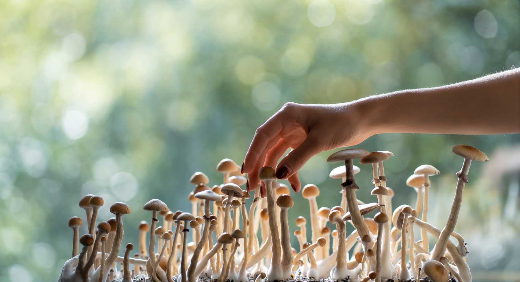 How to Legally Import Psilocybin for Research (U.S., Canada, and EU)