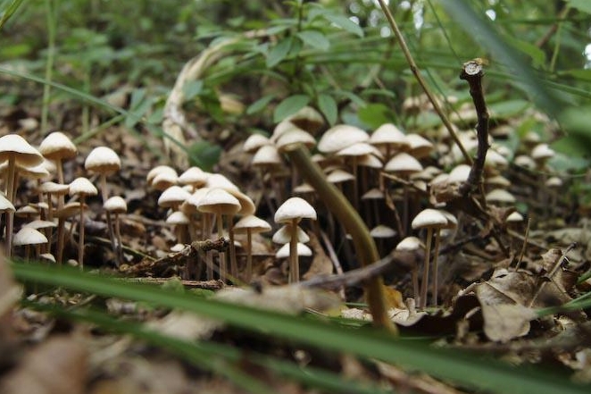 Psilocybin Regulation in the United States 2025
