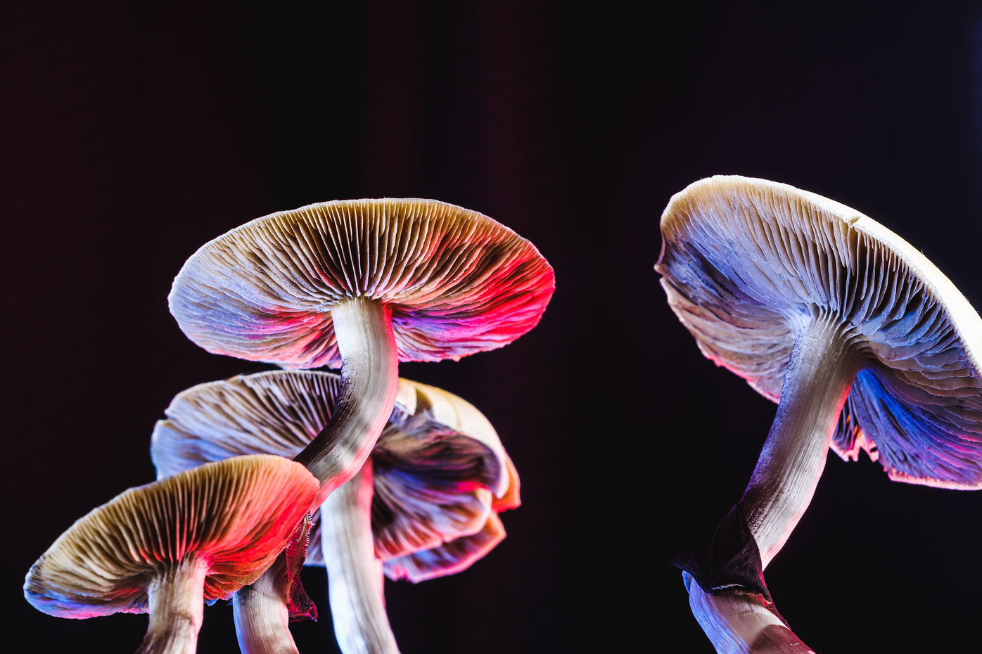 Psilocybin and FDA Pathways for Drug Approval