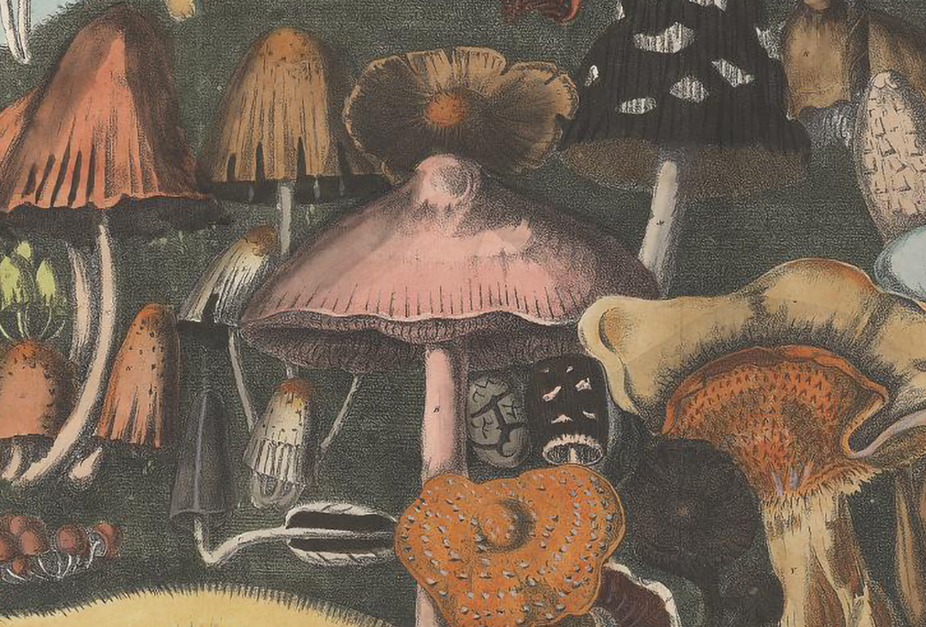 How Psilocybin Fits Into Clinical Trial Design